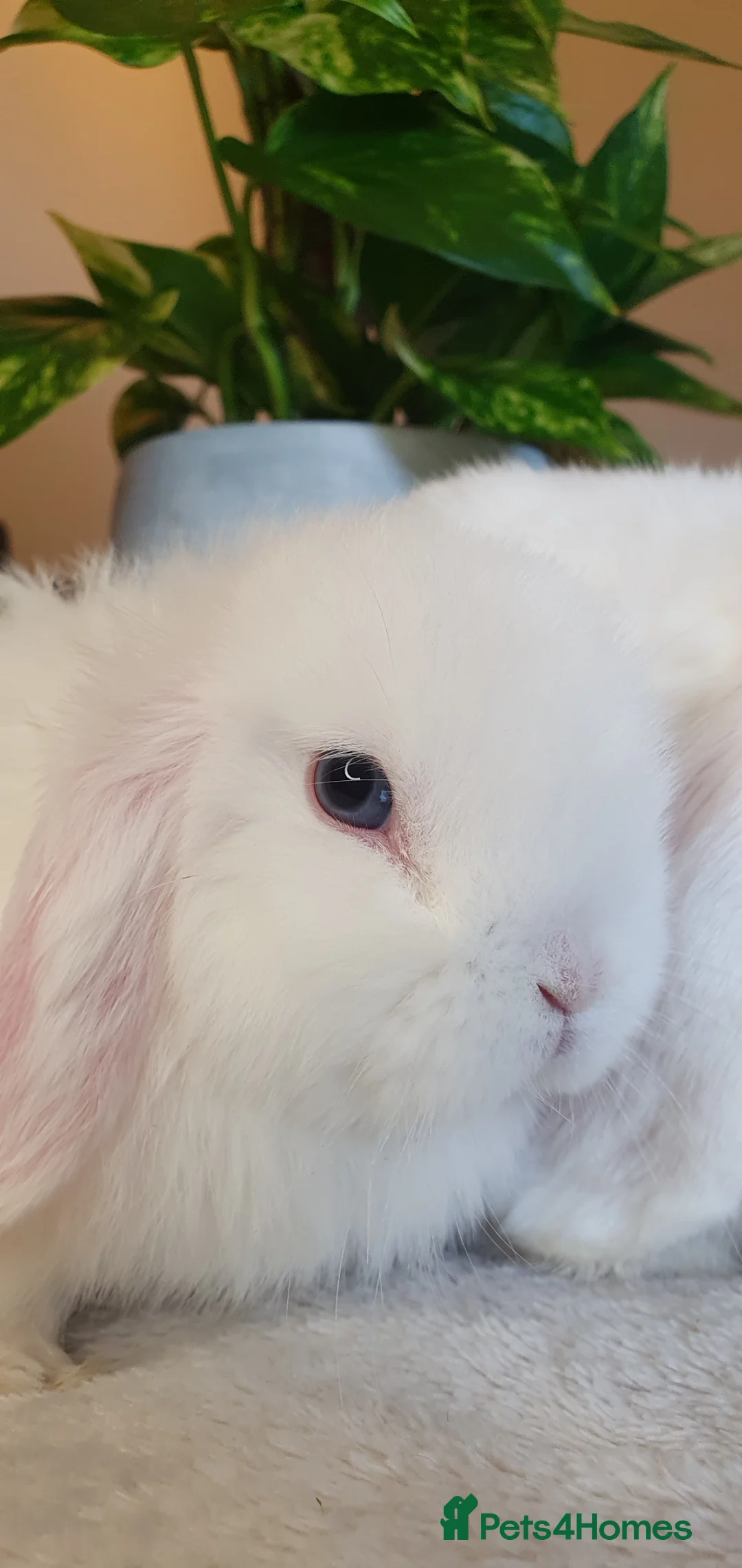 Mini Lop rabbits for sale: Mini lops available now - Advert 6