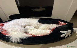 Bichon Frise dogs for sale: Pure Bichon Frise - Image 8