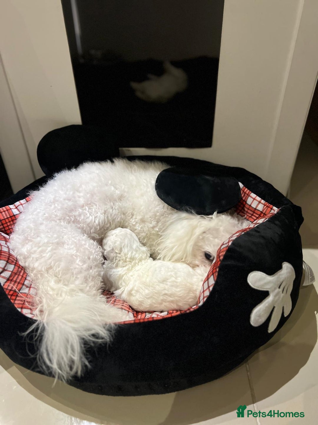 Bichon Frise dogs for sale: Pure Bichon Frise - Image 8