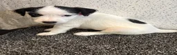 Jack Russell dogs for sale: Working type jack Russell pups  - Advert 7