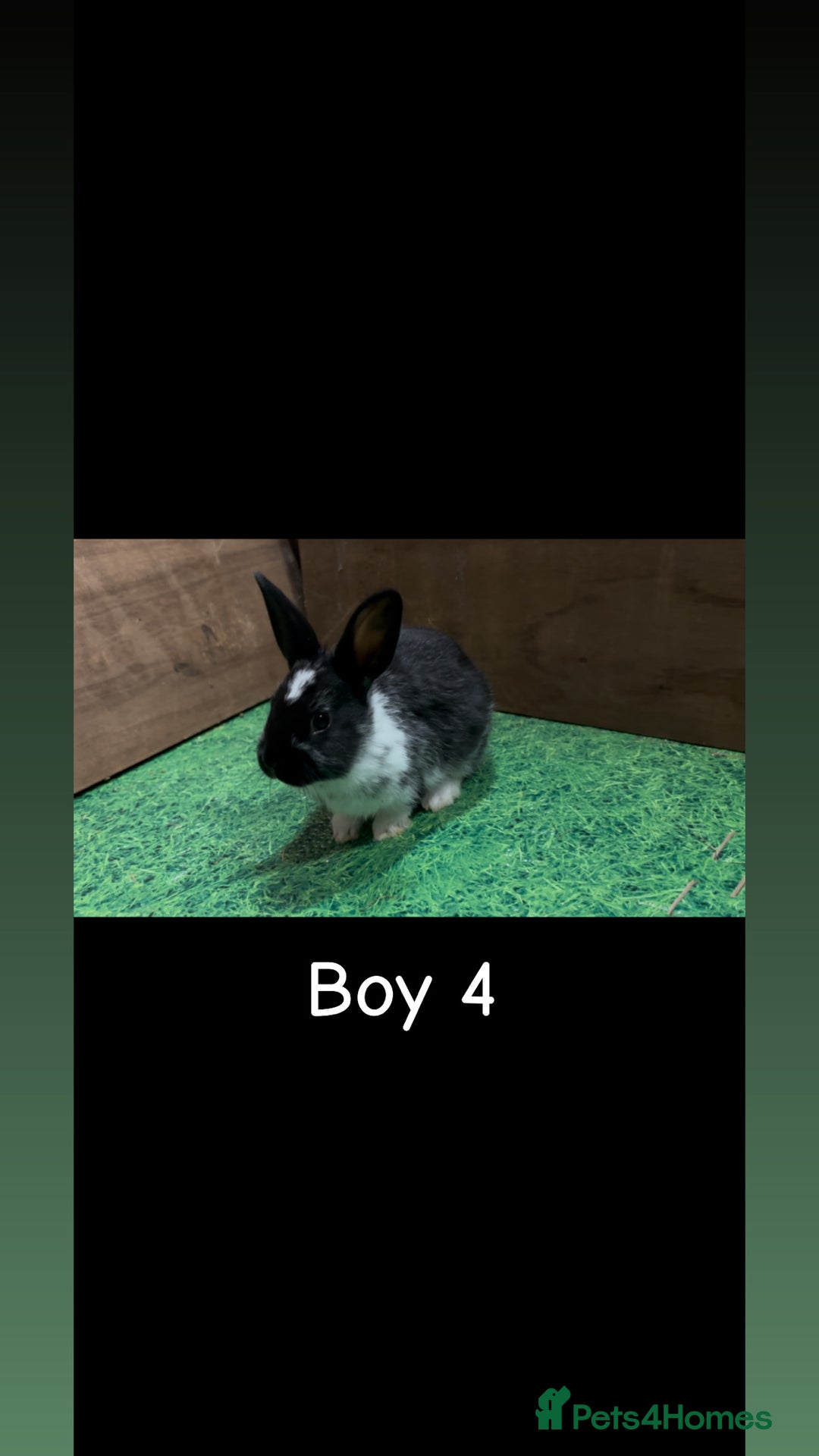 Mixed Breed rabbits for sale: 4 boy rabbits  - Advert 8