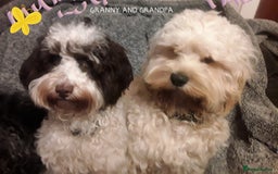 American Cocker Spaniel dogs for sale: SIX SNUGGLE MUFFINS AMERICAN COCKER, TOY POODLE - Image 28