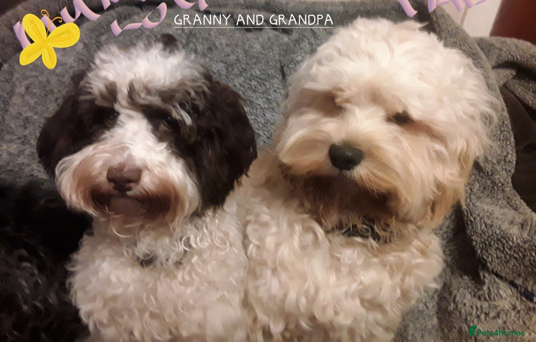 American Cocker Spaniel dogs for sale: SIX SNUGGLE MUFFINS AMERICAN COCKER, TOY POODLE - Image 28