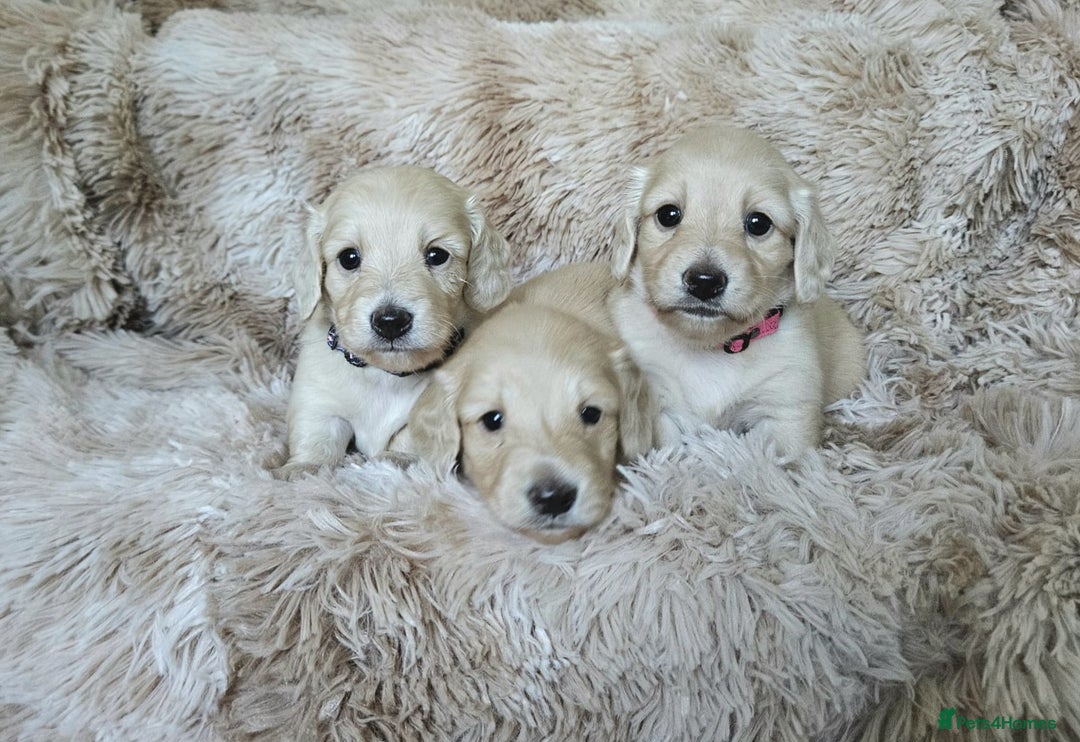 Miniature Dachshund dogs for sale: Beautiful long haired mini dachshunds - Advert 2