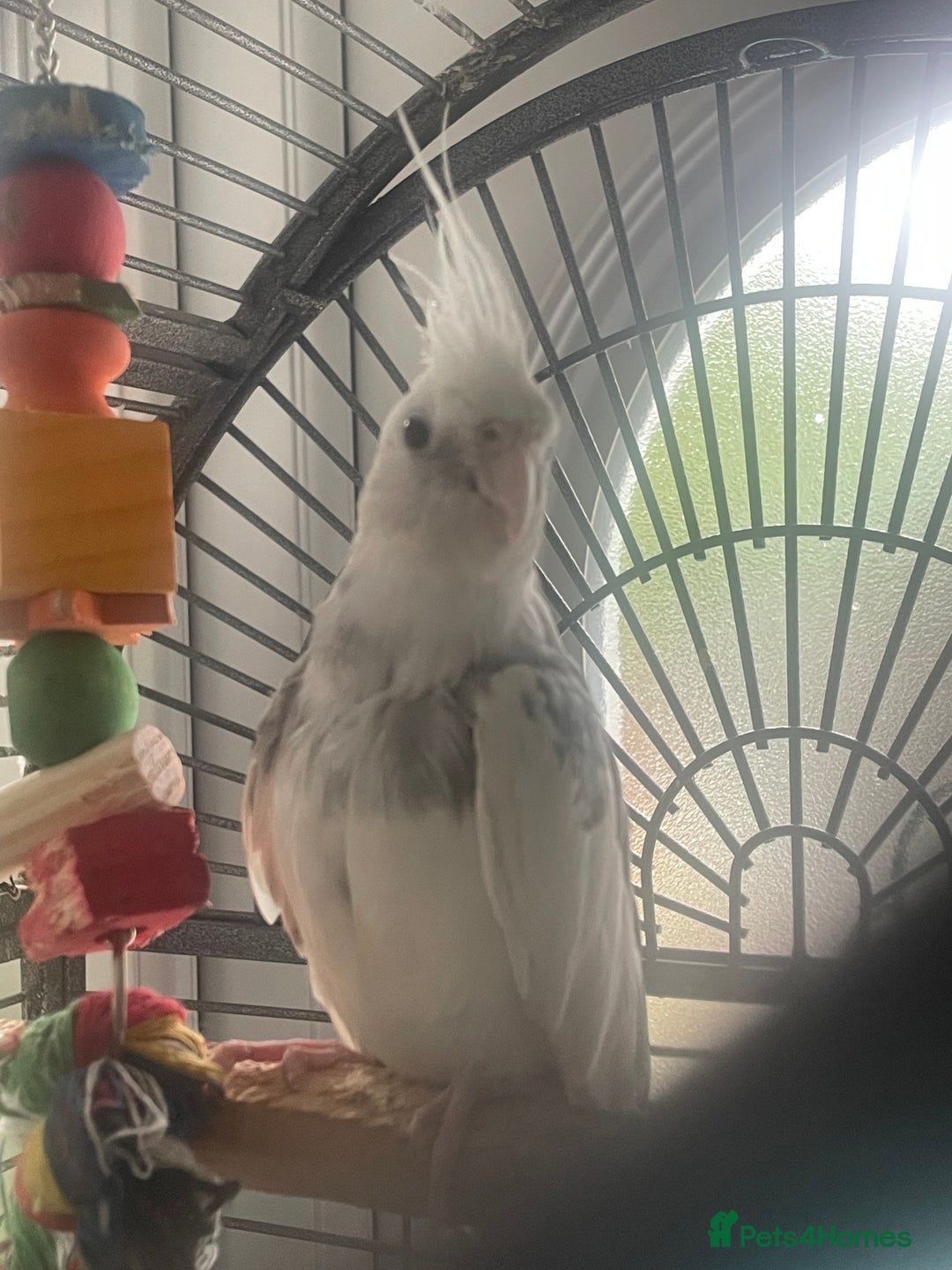 Cockatiels birds for sale: White female cockatiel - Image 3