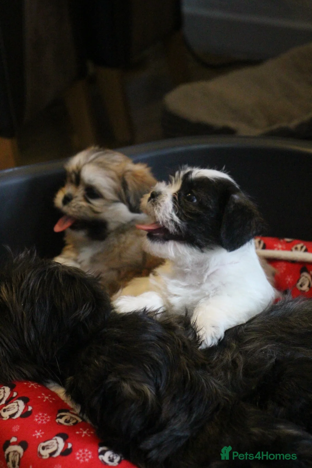 Shih Tzu dogs for sale: 4 Precious Fluffy Puppies in Leicester - Advert 22