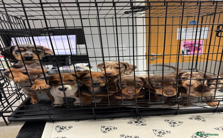 Miniature Dachshund dogs - Advert 13