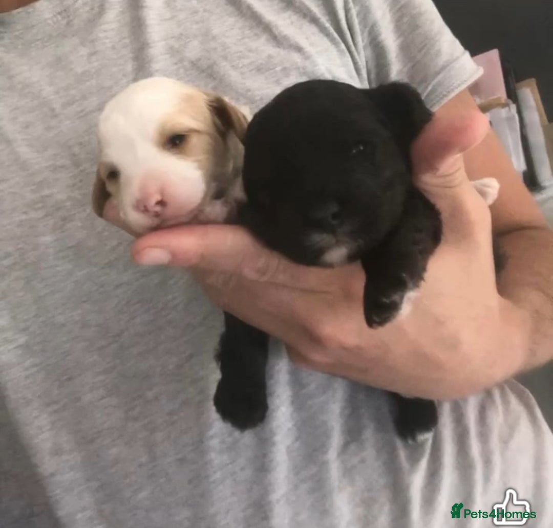 Shihpoo dogs for sale: Read the advert 5 star rated Toy shihpoo puppies - Image 18