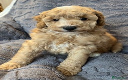 Miniature Poodle dogs for sale: Miniature Poodle Puppies Available.  - Image 1