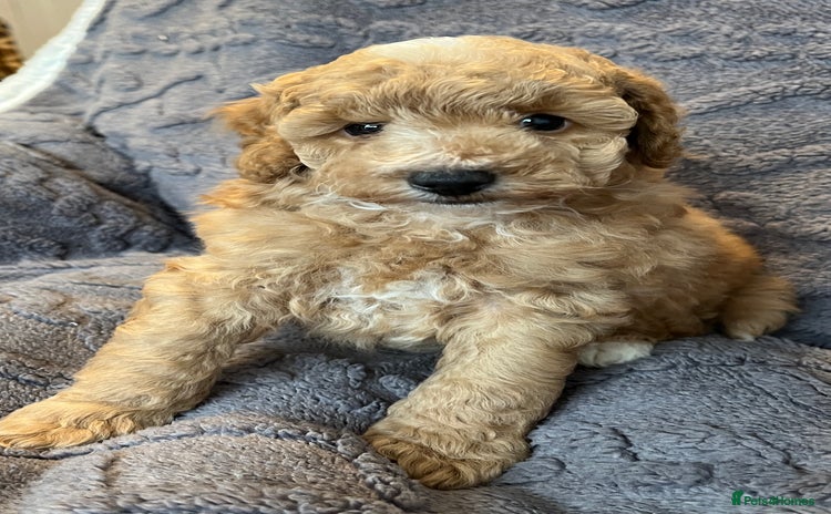 Miniature Poodle dogs - Advert 1
