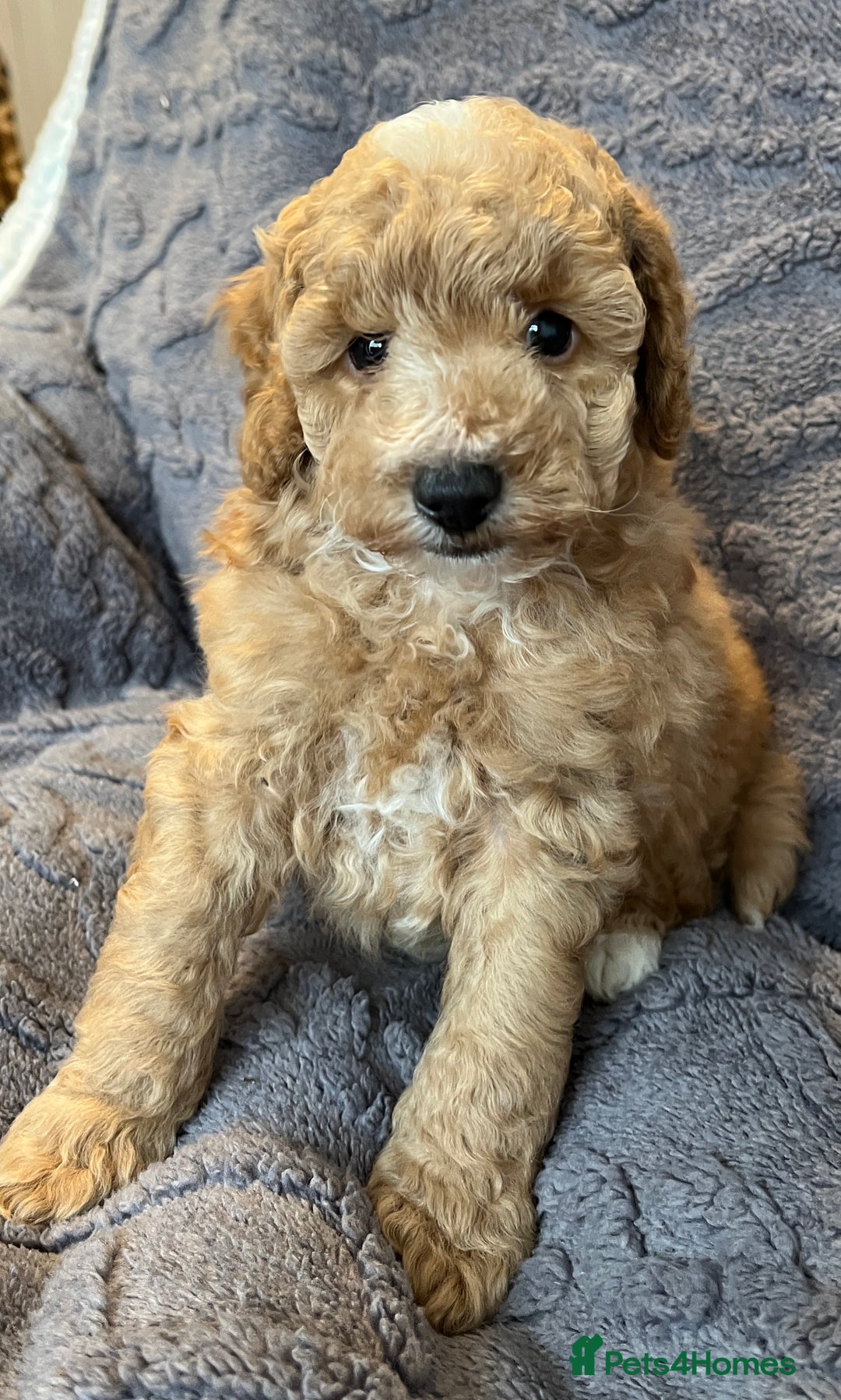 Miniature Poodle dogs for sale: Miniature Poodle Puppies Available.  - Image 1