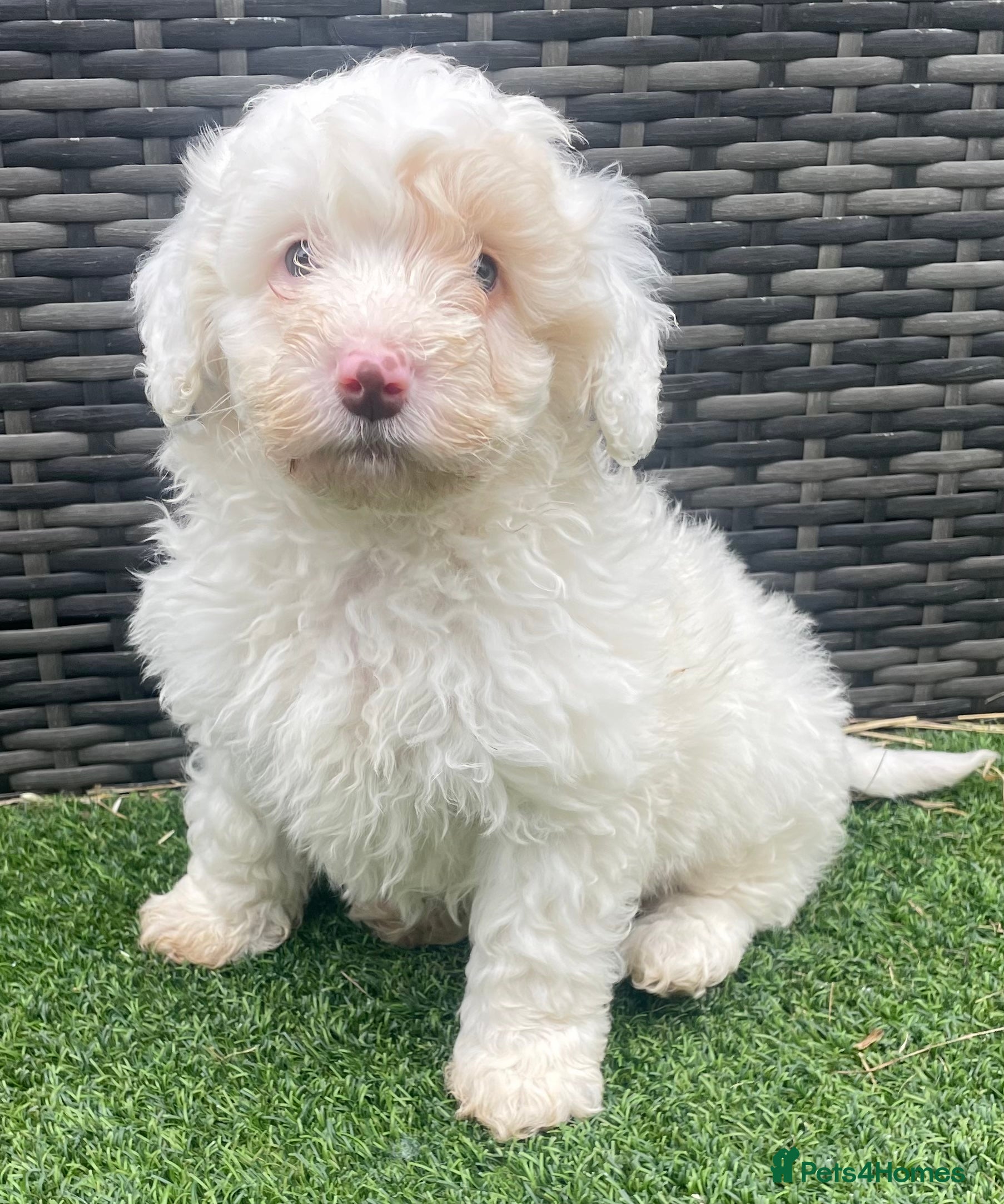 Schnoodle dogs STUNNING SCHNOODLE PUPPIES - Advert 8