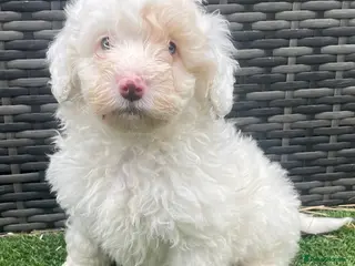 Schnoodle dogs STUNNING SCHNOODLE PUPPIES - Advert 8