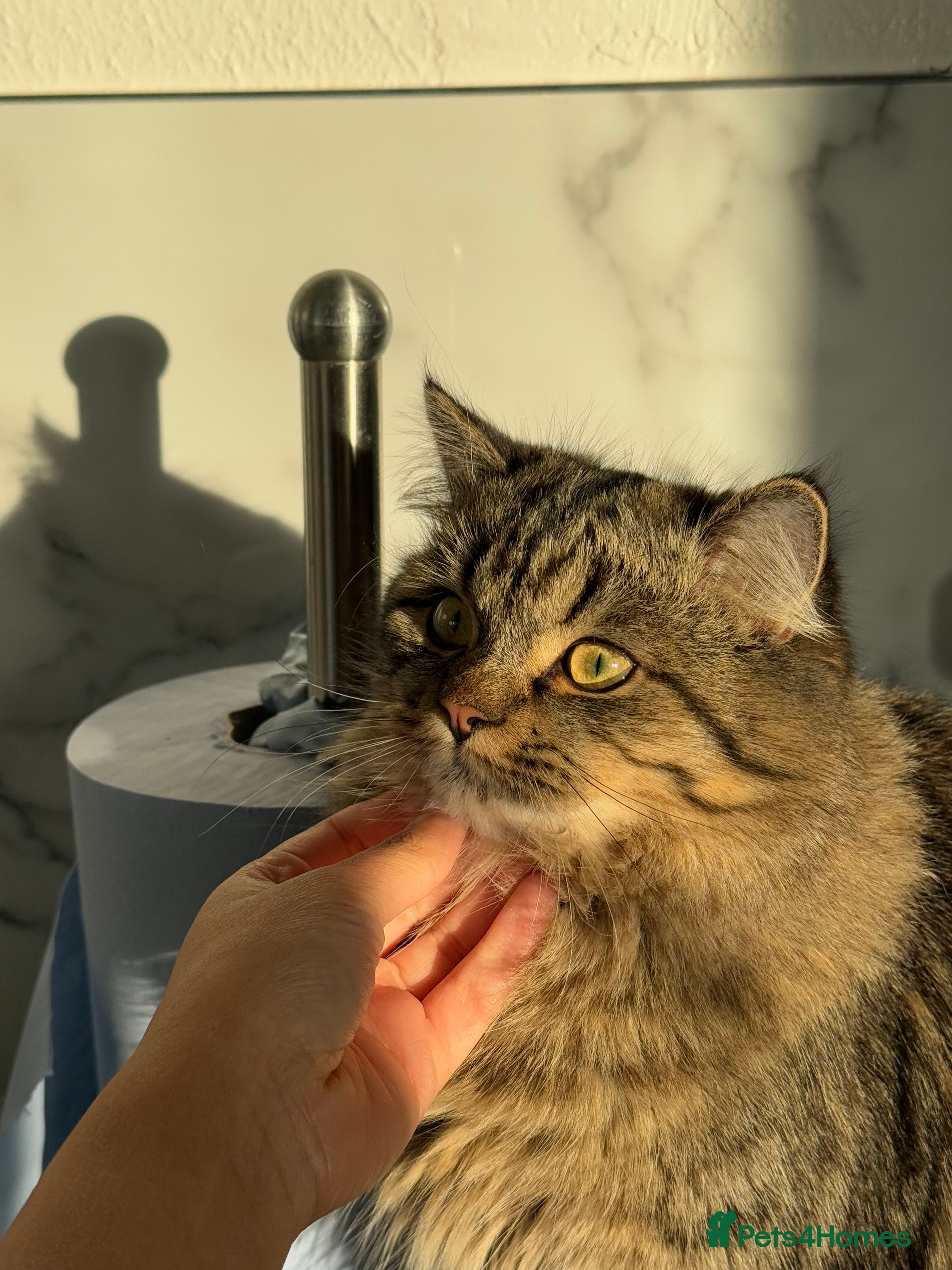 Persian cats Persian Cat - Advert 5