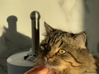 Persian cats Persian Cat - Advert 5