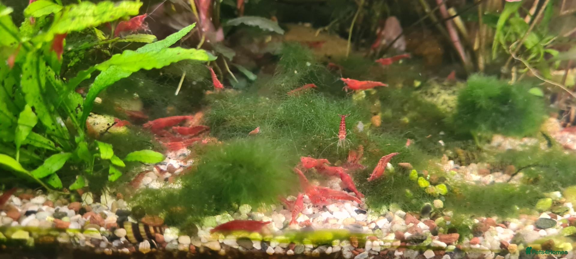 Mixed Breed invertebrates RED CHERRY SHRIMP  - Advert 3