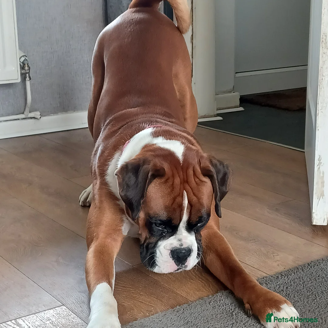 Boxer dogs for stud: Boris the boxer for stud - Advert 7