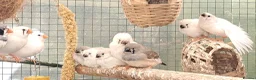 Finches birds for sale: Zebra finch - breeding adult and babies - Advert 7