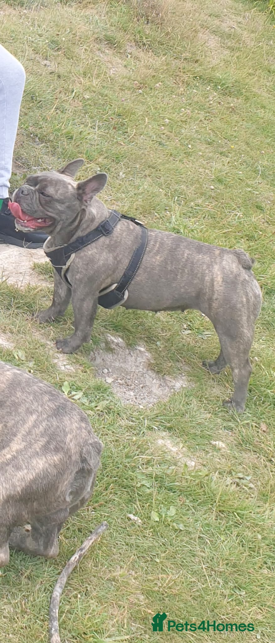 French Bulldog dogs Re-homing French bulldog puppy  in Colchester - Advert 6