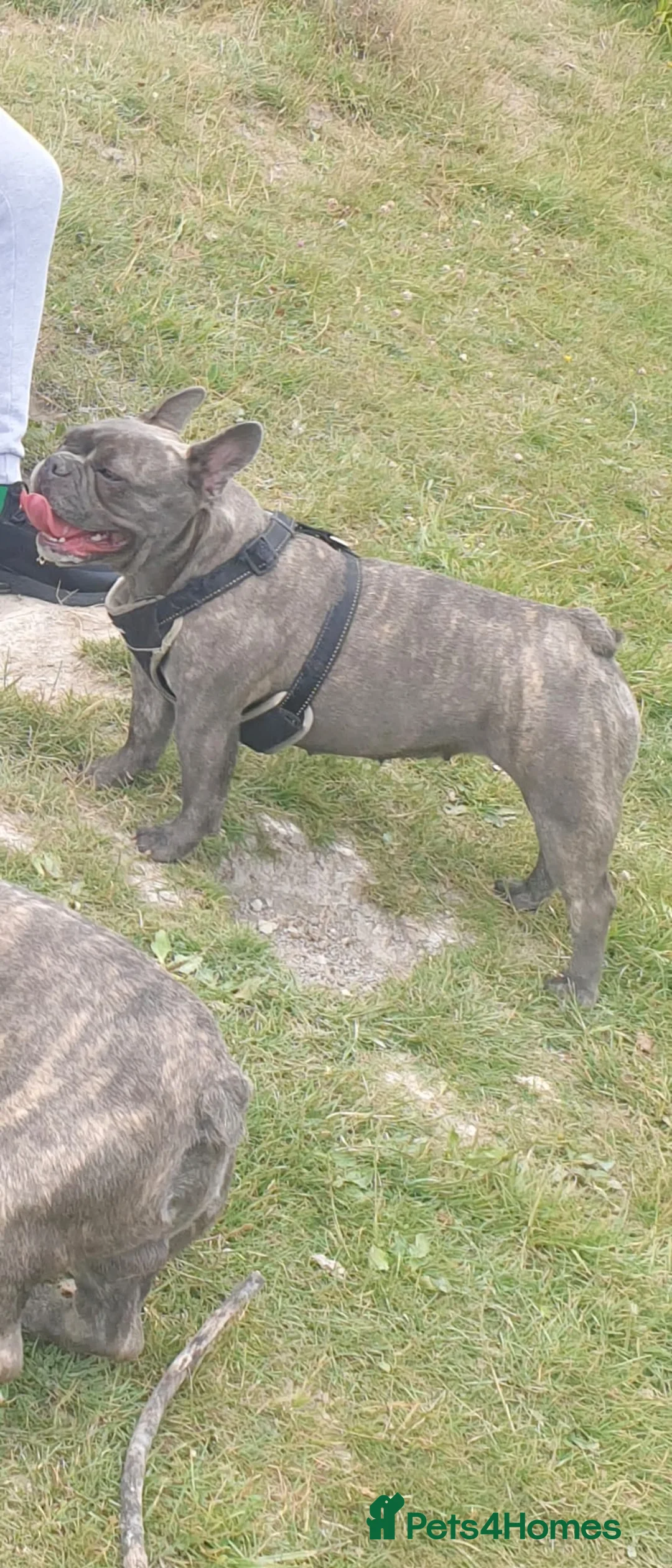 French Bulldog dogs for sale: Re-homing French bulldog puppy  - Advert 1