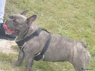 French Bulldog dogs Re-homing French bulldog puppy in Colchester - Advert 6