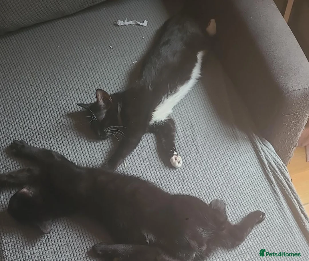 Domestic Shorthair cats for sale: Socks and Kleo in Croydon - Advert 2