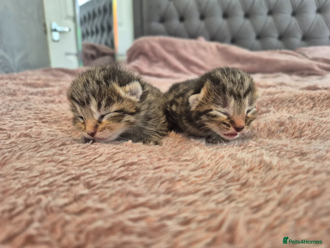 Persian cats for sale: Doll faced persian cross bengal  - Advert 1