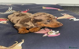 Dachshund dogs for sale: Dachshund puppies  - Image 9
