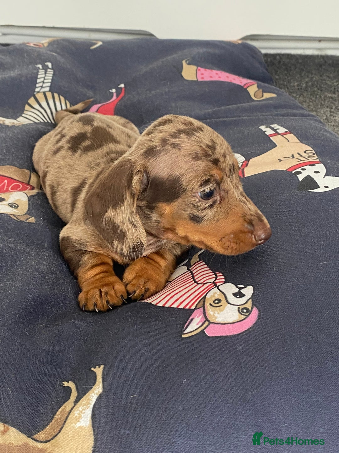 Dachshund dogs for sale: Dachshund puppies  - Image 9
