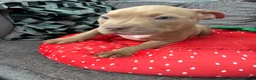 American Bully dogs for sale: American bully puppies  - Advert 9