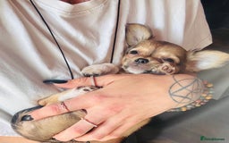 Pomchi dogs for sale: Beautiful female puppy ready now!  in Godstone - Image 33