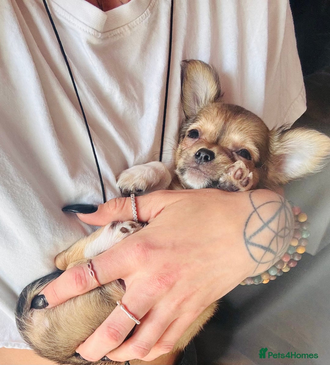 Pomchi dogs for sale: Beautiful female puppy ready now!  in Godstone - Image 33