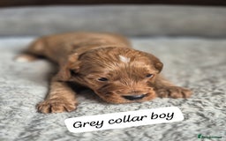 Cockapoo dogs for sale: Beautiful litter of 6 cockapoos - Image 4