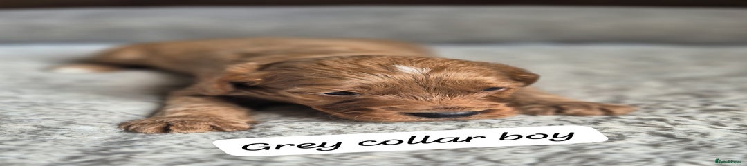 Grey Collar Boy