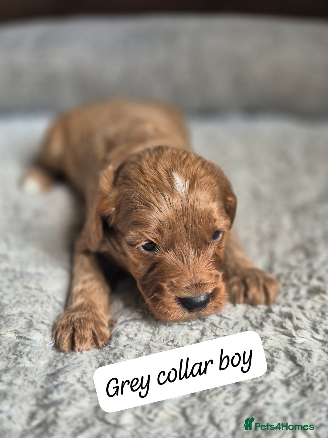 Cockapoo dogs for sale: Beautiful litter of 6 cockapoos - Image 4