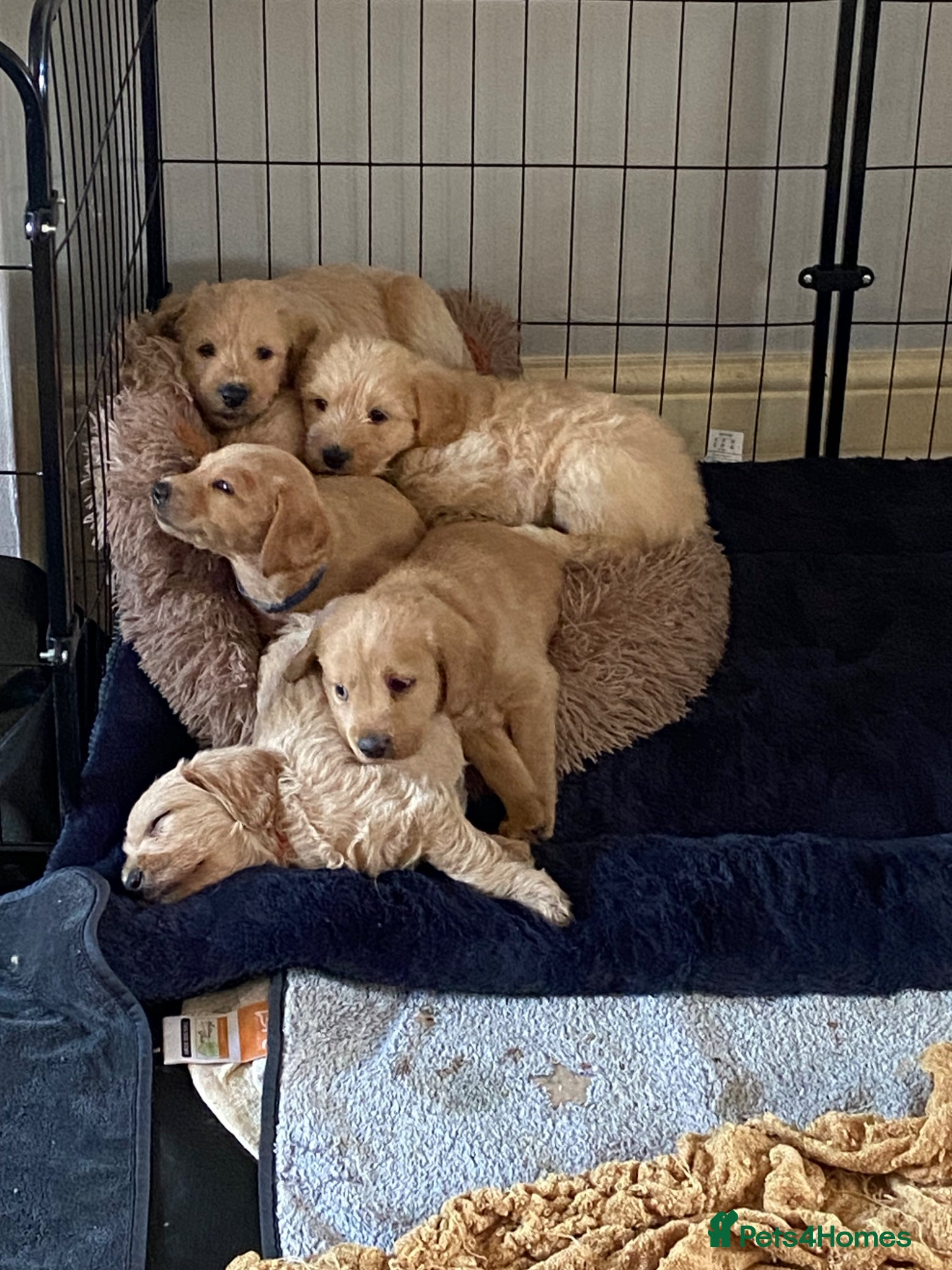Labradoodle dogs School Dog Labradoodles Multigen - Advert 3