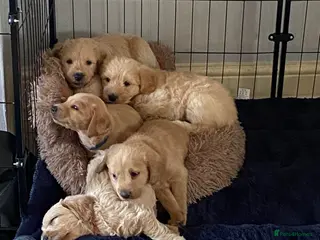 Labradoodle dogs School Dog Labradoodles Multigen - Advert 3