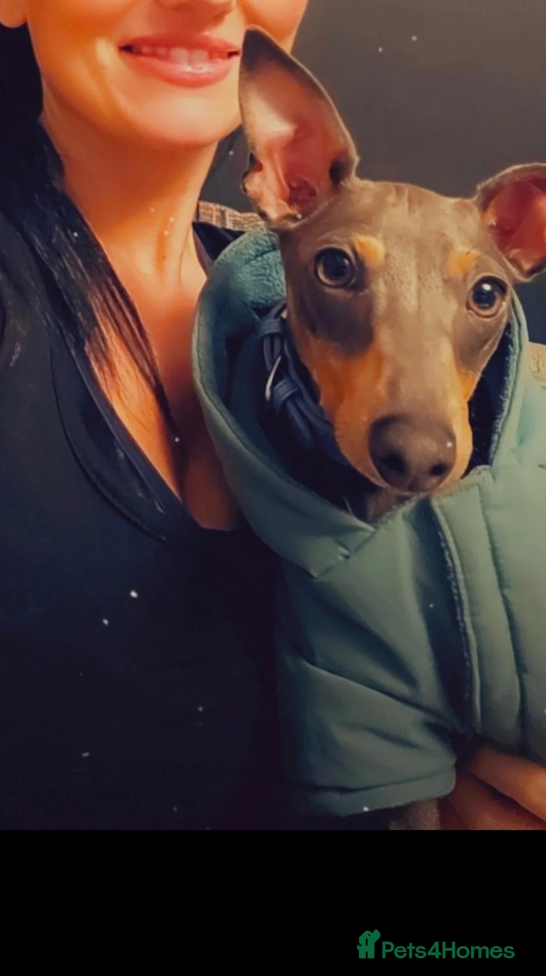 Italian Greyhound dogs for sale: Italian Greyhound – Loving Home Wanted in Doncaster - Advert 4