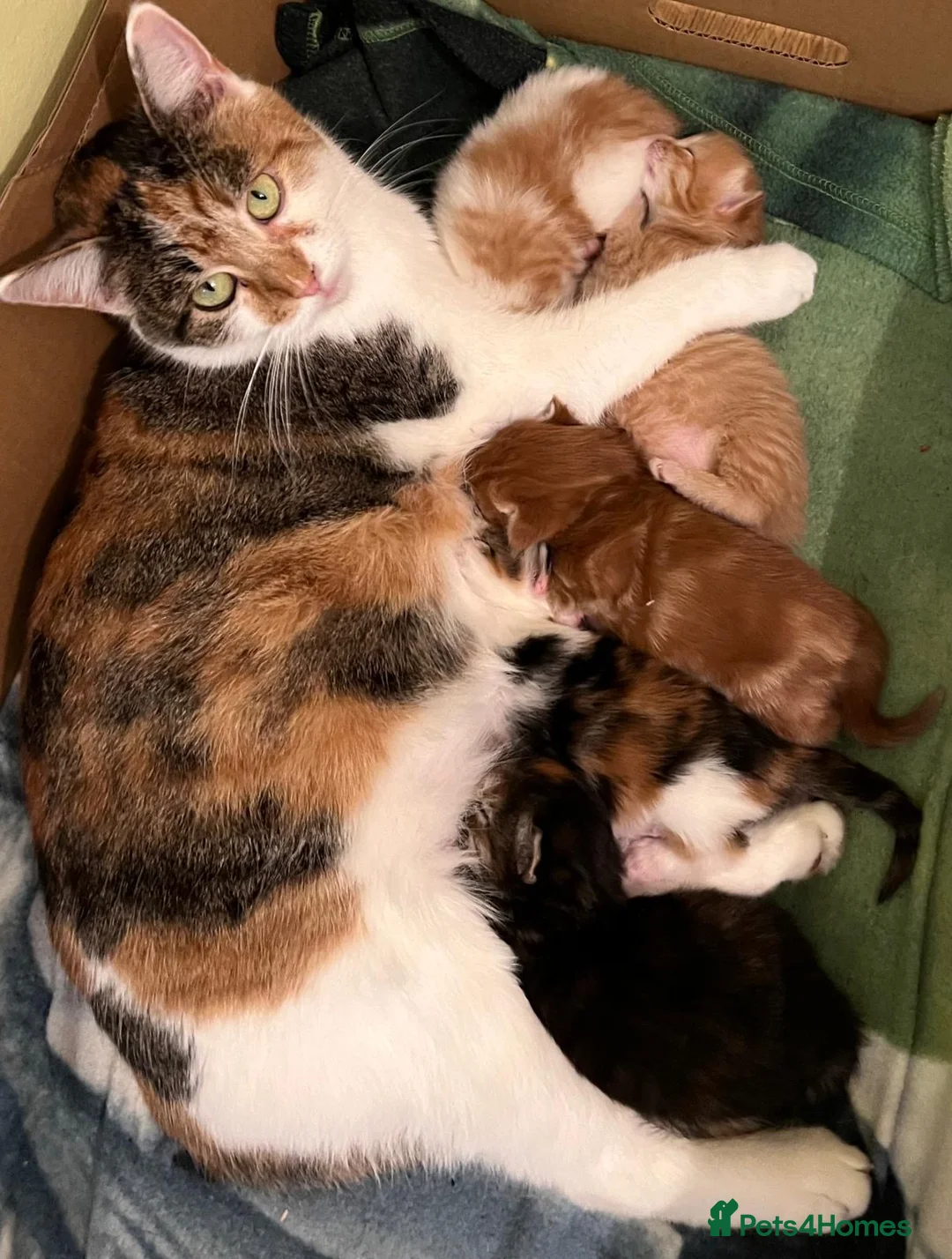 Mixed Breed cats for sale: 3 Beautiful Kitty Girls  - Advert 5