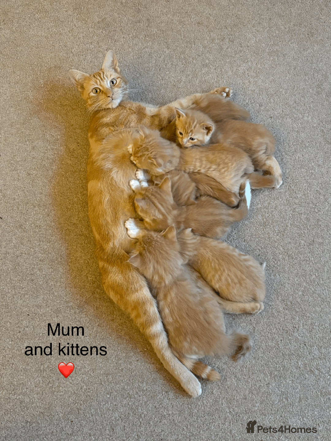 Mixed Breed cats for sale: Seven gingers, bundles of joy! - Advert 2