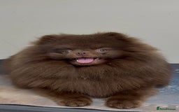 Pomeranian dogs for sale: Stunning KC reg Pomeranians  - Image 38