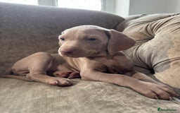 Weimaraner dogs for sale:  Ready next week✨1 Boy & last few Girls Available✨ - Image 22