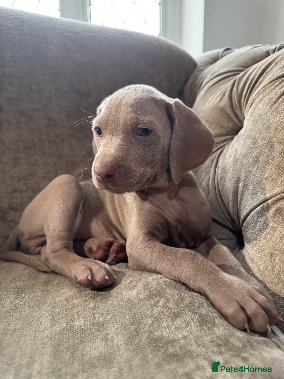 Weimaraner dogs for sale:  Ready next week✨1 Boy & last few Girls Available✨ - Image 22