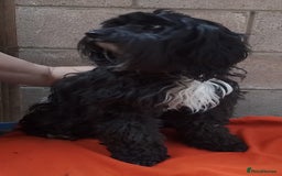 American Cocker Spaniel dogs for sale: SIX SNUGGLE MUFFINS AMERICAN COCKER, TOY POODLE - Image 29