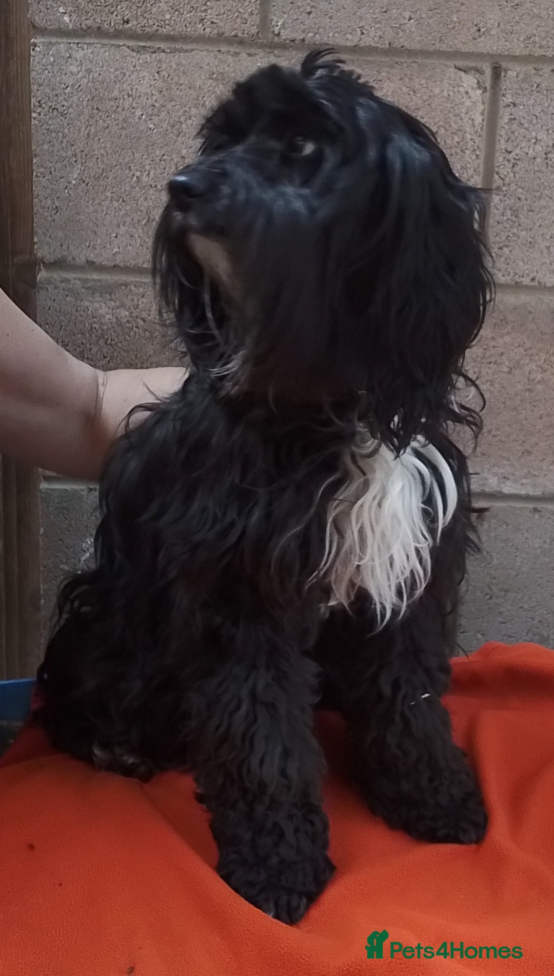 American Cocker Spaniel dogs for sale: SIX SNUGGLE MUFFINS AMERICAN COCKER, TOY POODLE - Image 29