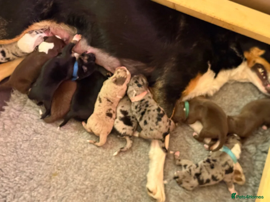 Border Collie dogs for sale: BC puppies raised with every possible advantage in South Molton - Advert 1