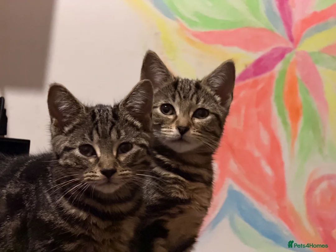 Mixed Breed cats for sale: Two lovely kittens looking for Home in London - Advert 5