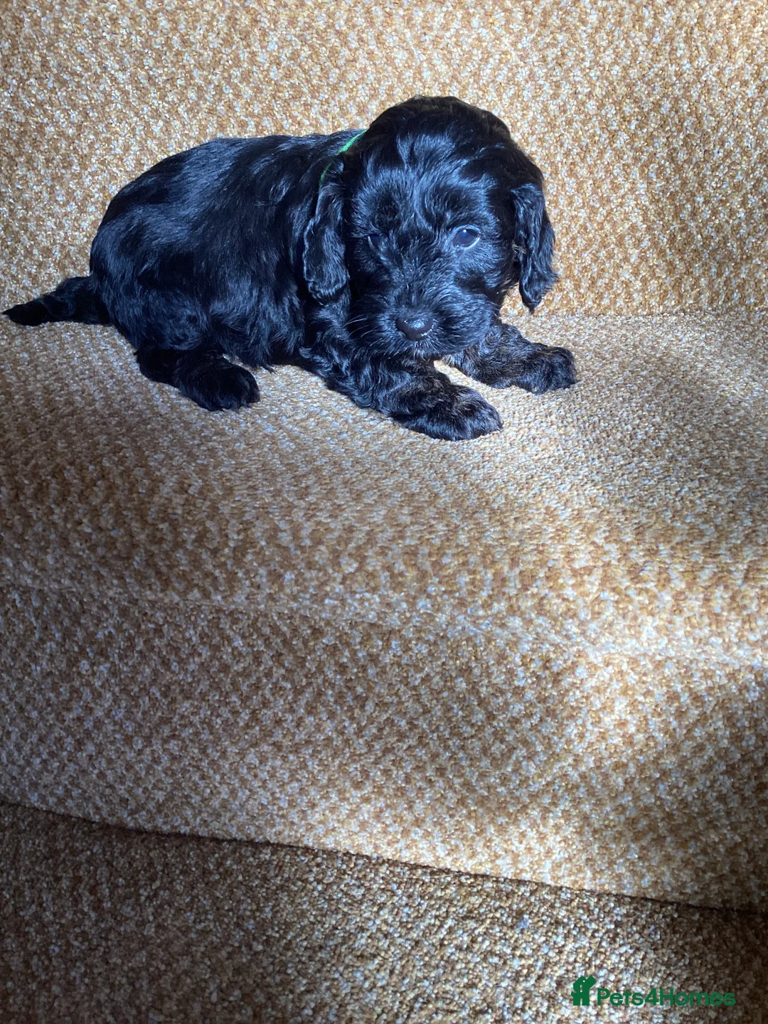 Cockapoo dogs for sale: Cockerpoo  - Advert 23