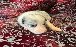 Border Collie dogs for sale: Pure Bred Border Collie Puppies 4 Sale -KC Pending - Image 6