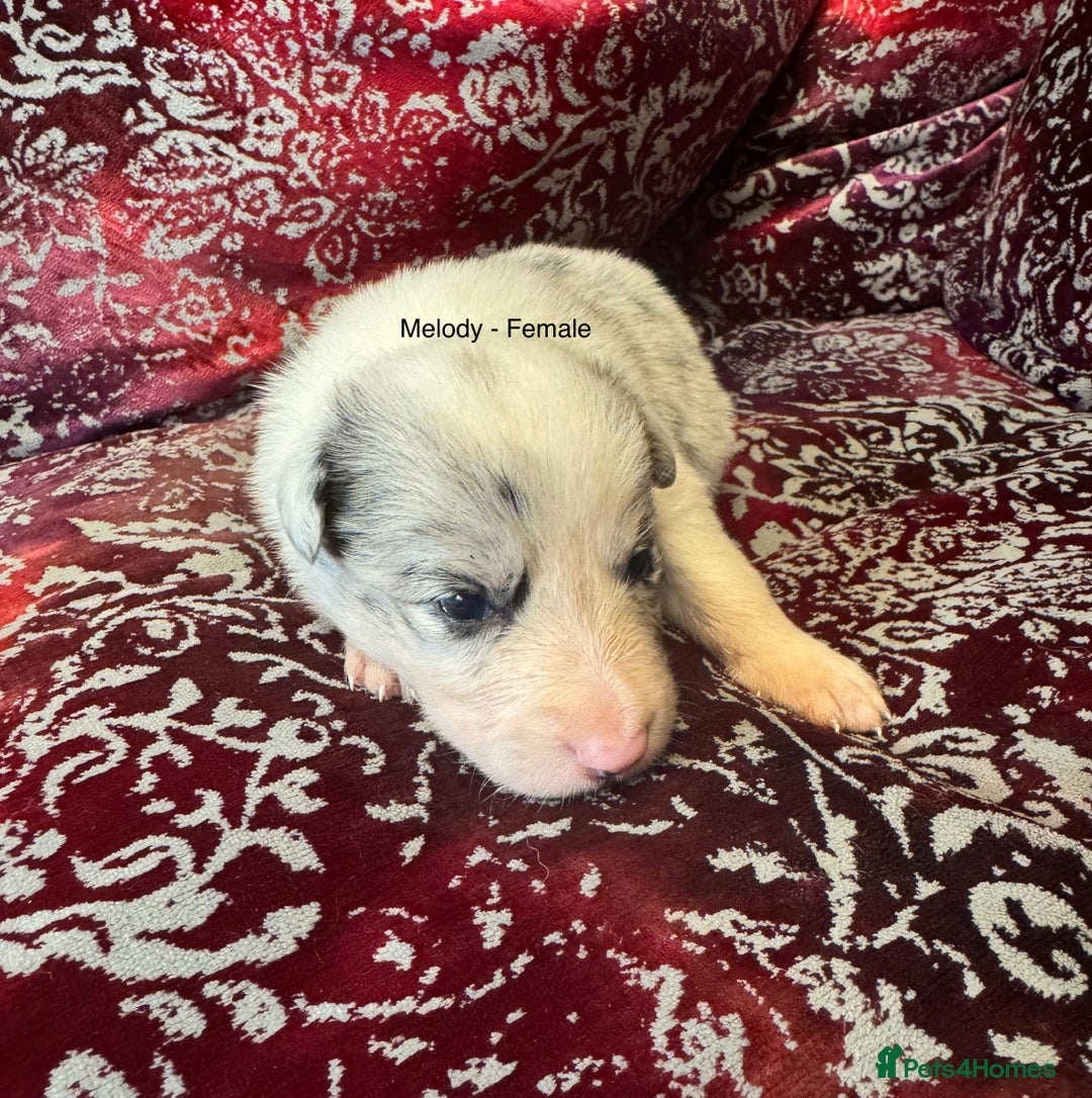 Border Collie dogs for sale: Pure Bred Border Collie Puppies 4 Sale -KC Pending - Image 6